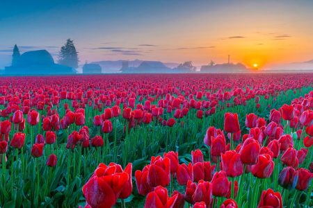 Tiptoe through the Tulips of Washington